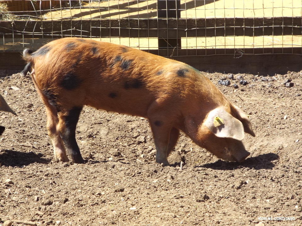 cerdo en Cotswold Wildlife Park