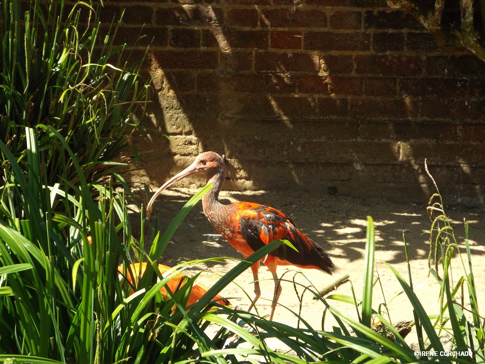 corocoro en Cotswold Wildlife Park.