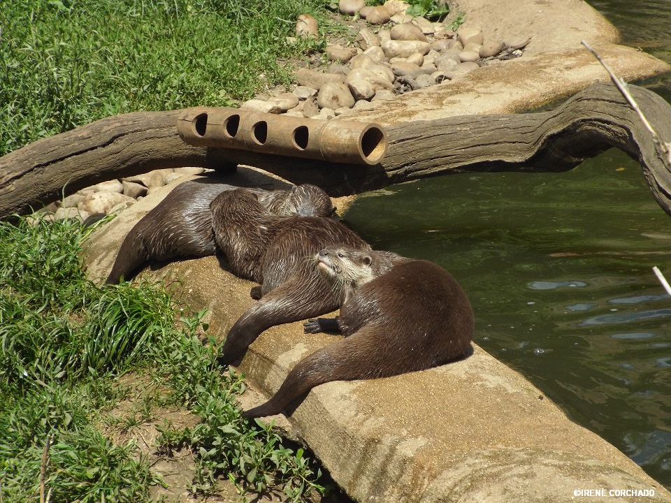 nutrias en Cotswold Wildlife Park