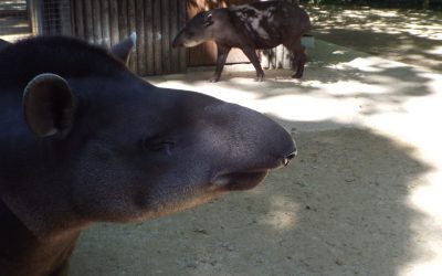 De pícnic en el Cotswold Wildlife Park