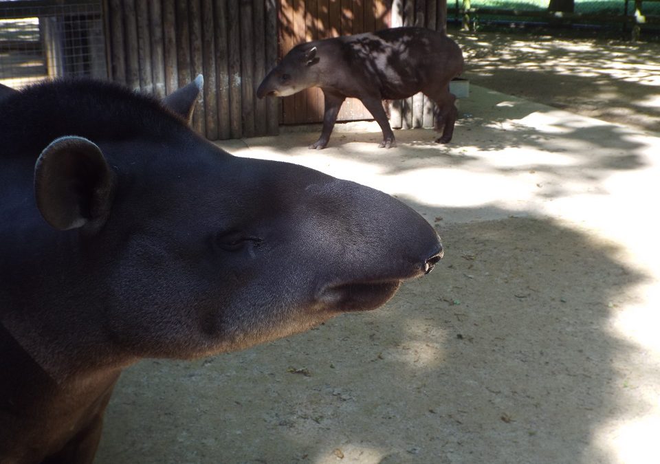 De pícnic en el Cotswold Wildlife Park