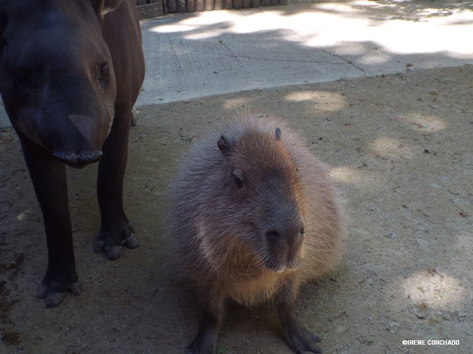 tapir y carpincho en Cotswold Wildlife Park.