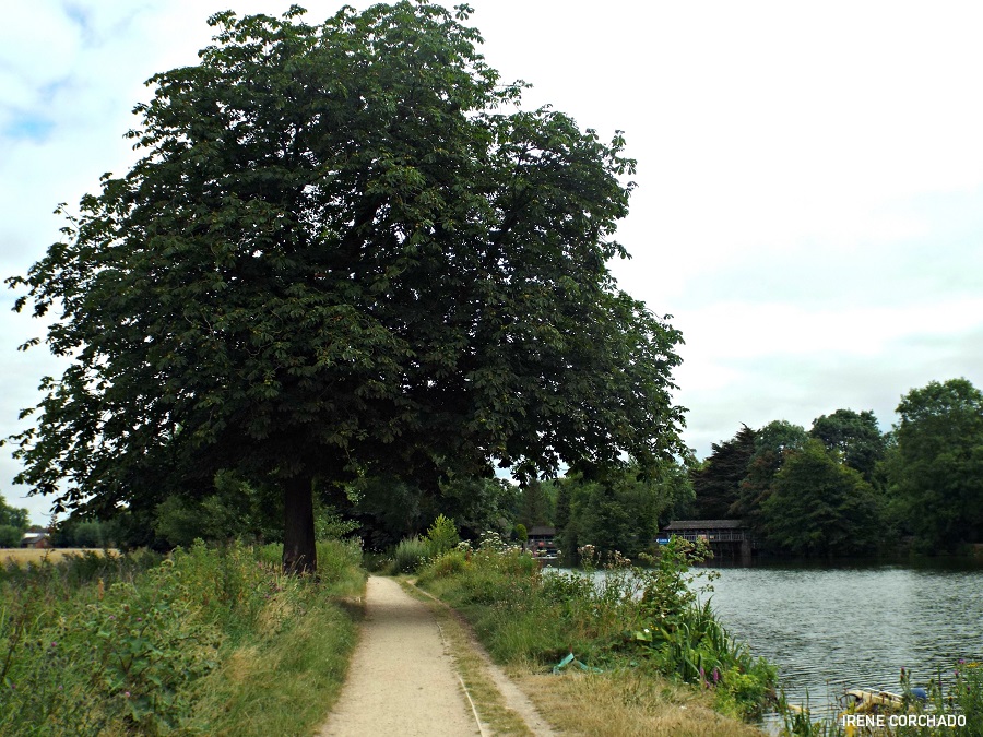 arbol y camino_oxford thames path