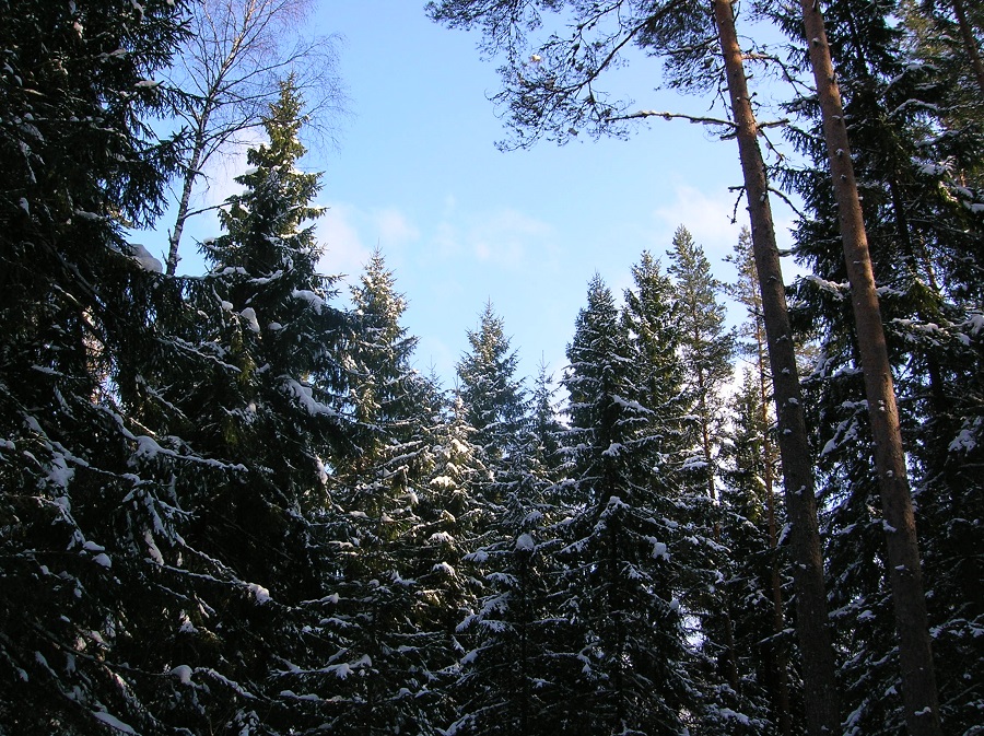 De ruta por los bosques nevados de Estonia