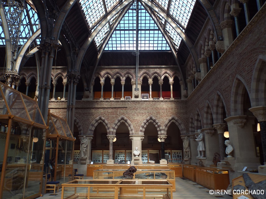 El Oxford de Alicia_Oxford University Museum of Natural History