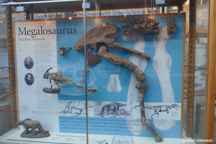 museos de oxford_megalosaurus_museum of natural history