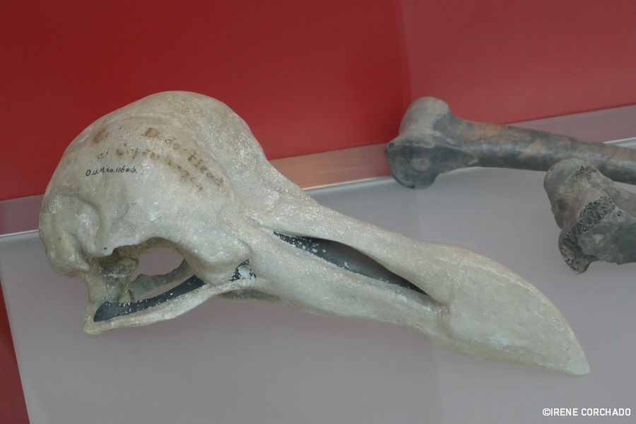 museos de oxford_restos de dodo_museum of natural history